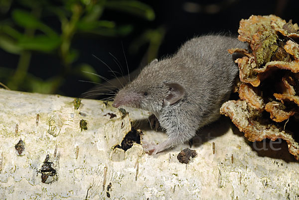 Hausspitzmaus (Crocidura russula)