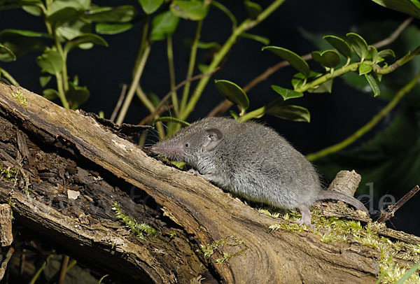 Hausspitzmaus (Crocidura russula)