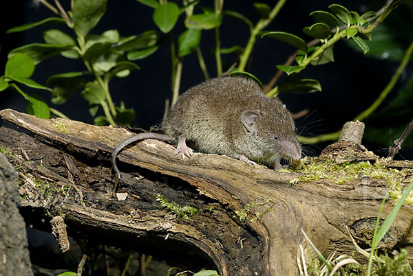 Hausspitzmaus (Crocidura russula)