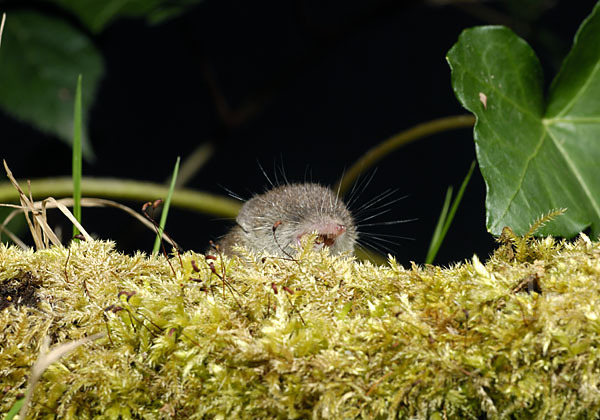 Hausspitzmaus (Crocidura russula)