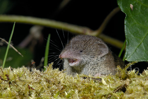 Hausspitzmaus (Crocidura russula)