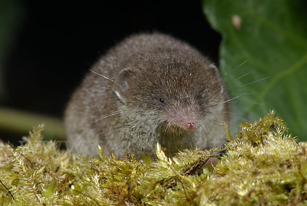 Hausspitzmaus (Crocidura russula)