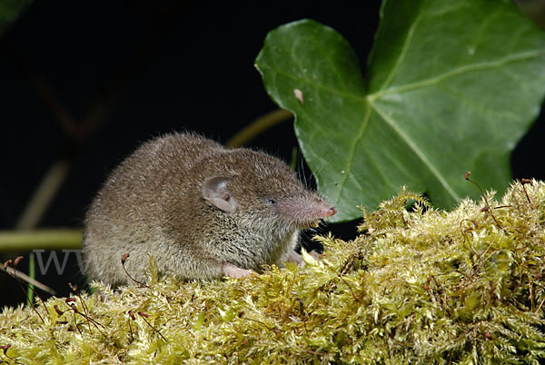 Hausspitzmaus (Crocidura russula)