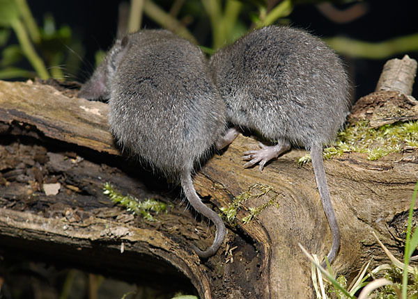 Hausspitzmaus (Crocidura russula)