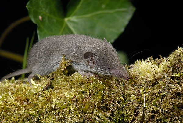 Hausspitzmaus (Crocidura russula)