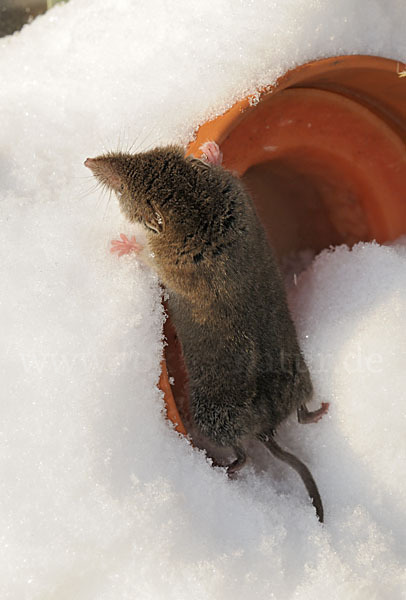 Hausspitzmaus (Crocidura russula)