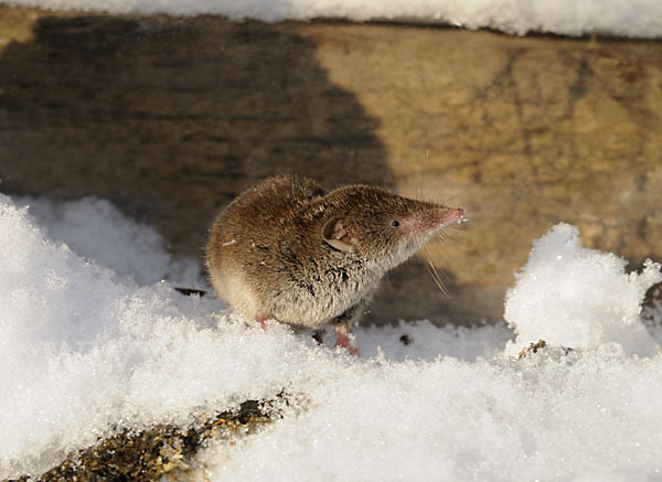 Hausspitzmaus (Crocidura russula)