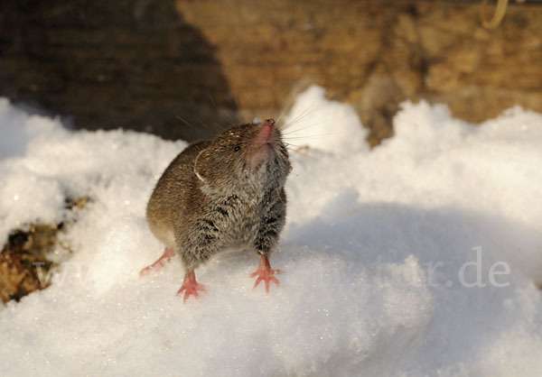 Hausspitzmaus (Crocidura russula)