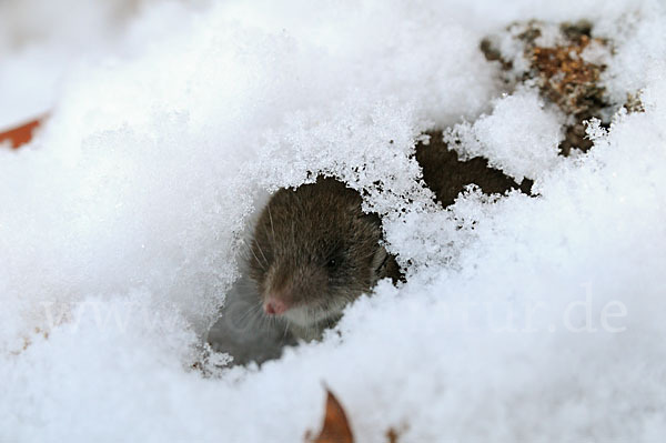 Hausspitzmaus (Crocidura russula)