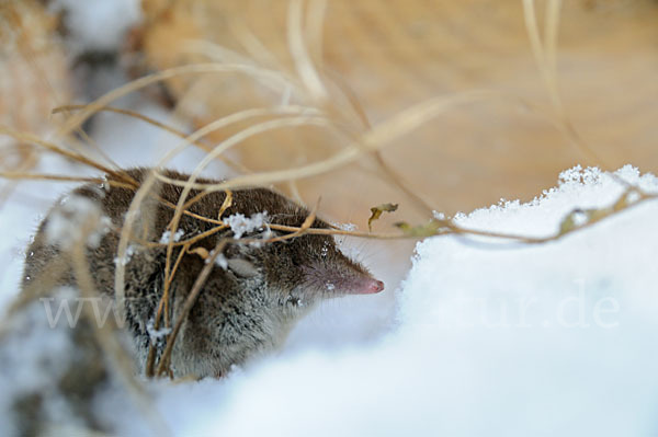 Hausspitzmaus (Crocidura russula)