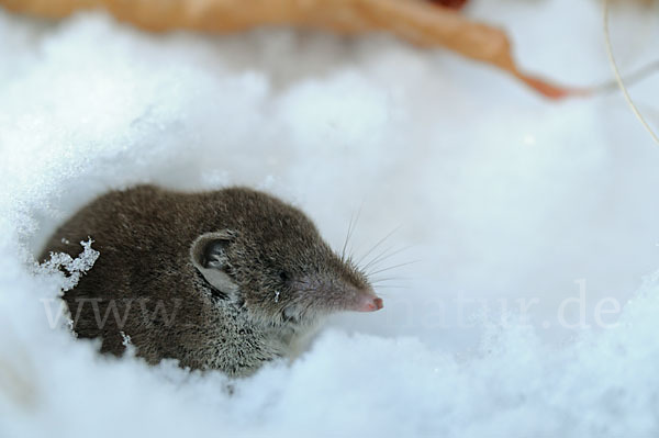 Hausspitzmaus (Crocidura russula)