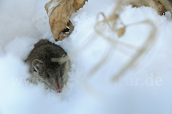 Hausspitzmaus (Crocidura russula)