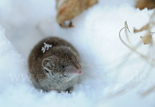 Hausspitzmaus (Crocidura russula)