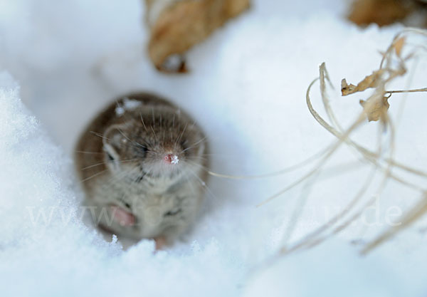 Hausspitzmaus (Crocidura russula)