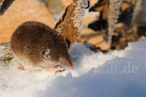 Hausspitzmaus (Crocidura russula)