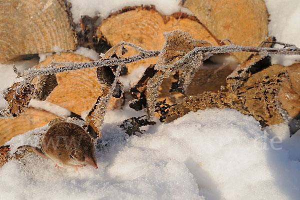 Hausspitzmaus (Crocidura russula)