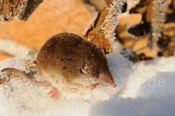 Hausspitzmaus (Crocidura russula)