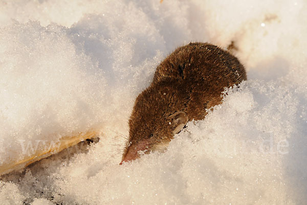 Hausspitzmaus (Crocidura russula)