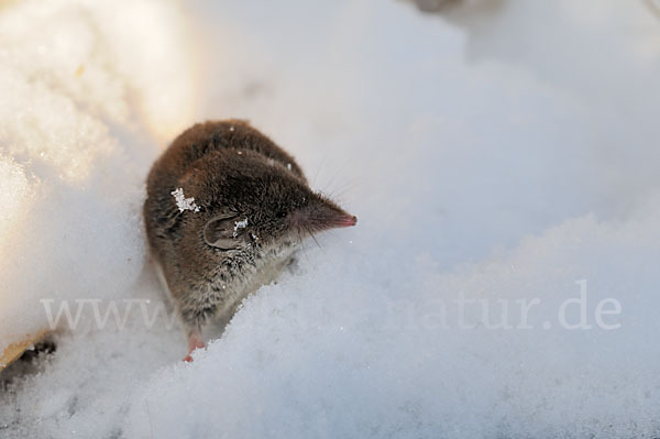 Hausspitzmaus (Crocidura russula)