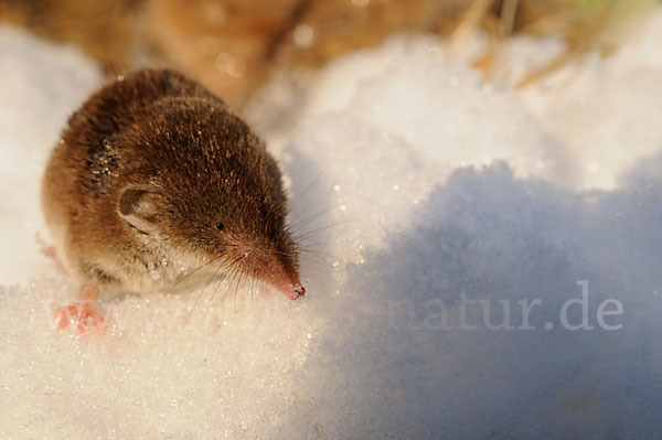 Hausspitzmaus (Crocidura russula)