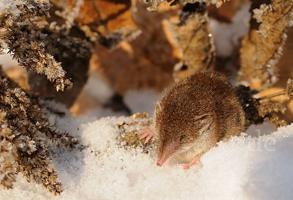 Hausspitzmaus (Crocidura russula)