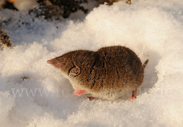 Hausspitzmaus (Crocidura russula)