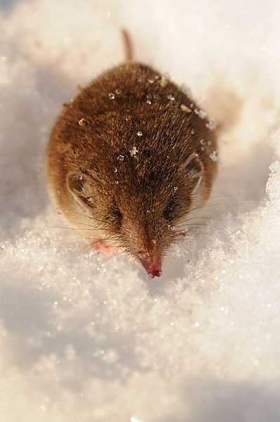 Hausspitzmaus (Crocidura russula)