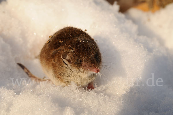 Hausspitzmaus (Crocidura russula)