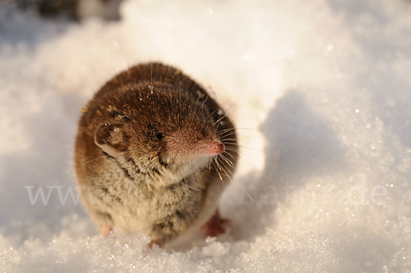 Hausspitzmaus (Crocidura russula)