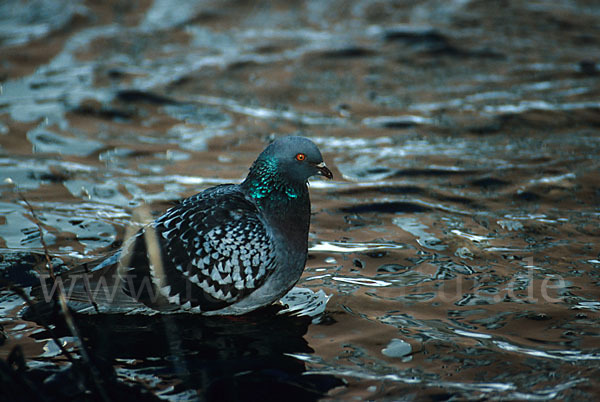 Haustaube (Columba livia domestica)