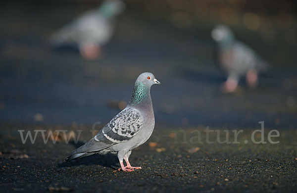 Haustaube (Columba livia domestica)