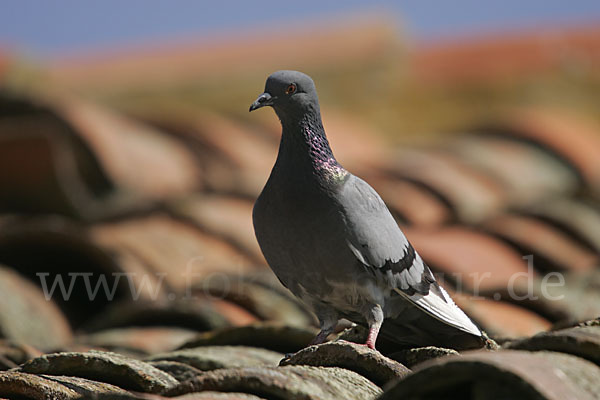 Haustaube (Columba livia domestica)