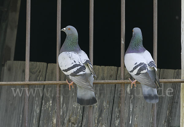 Haustaube (Columba livia domestica)