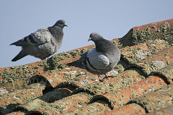 Haustaube (Columba livia domestica)