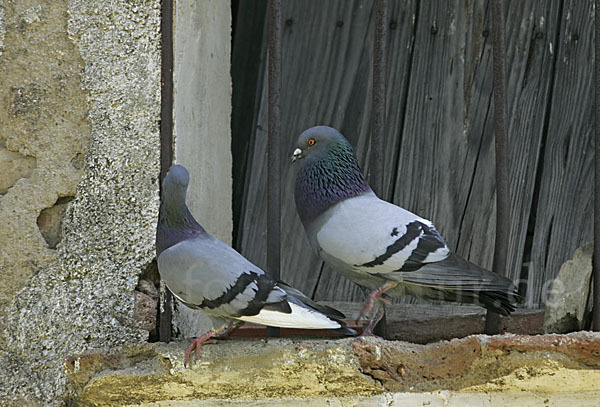 Haustaube (Columba livia domestica)