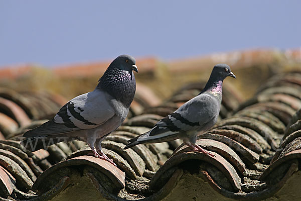 Haustaube (Columba livia domestica)