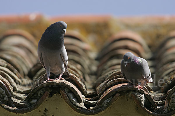 Haustaube (Columba livia domestica)