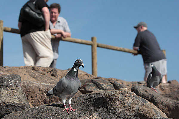 Haustaube (Columba livia domestica)