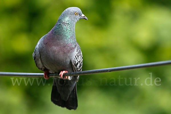 Haustaube (Columba livia domestica)