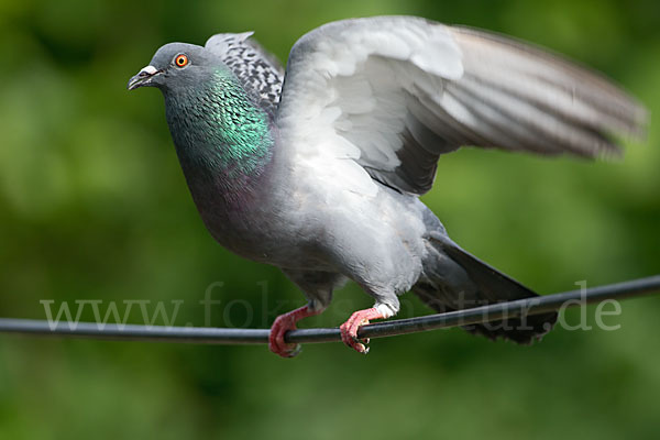 Haustaube (Columba livia domestica)