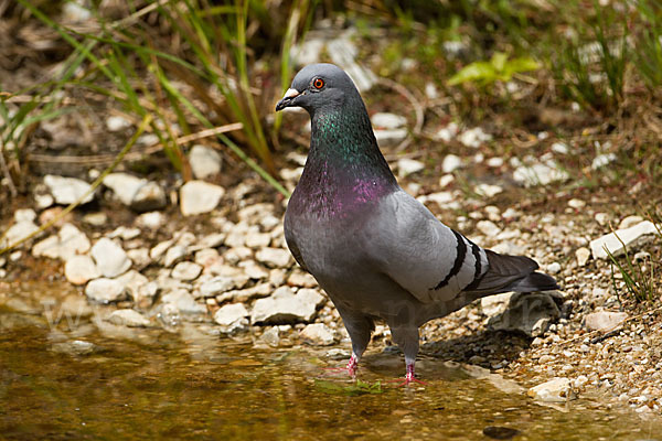 Haustaube (Columba livia domestica)