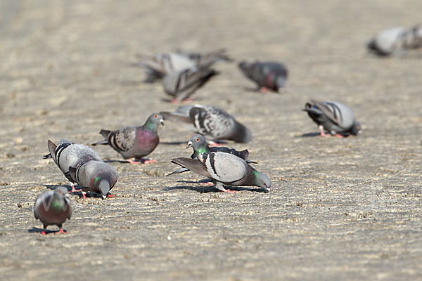 Haustaube (Columba livia domestica)