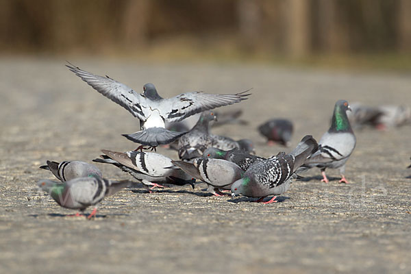 Haustaube (Columba livia domestica)