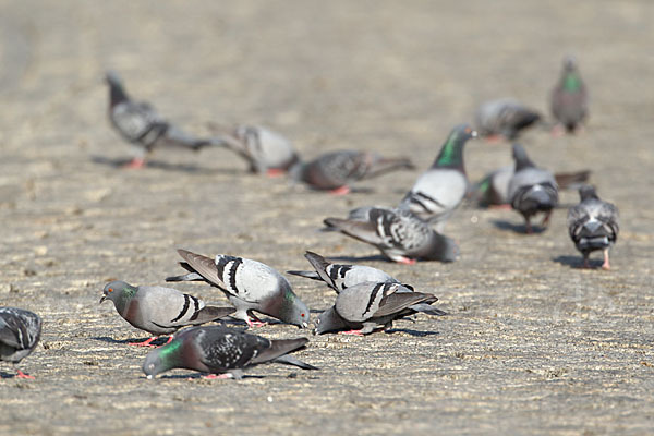 Haustaube (Columba livia domestica)