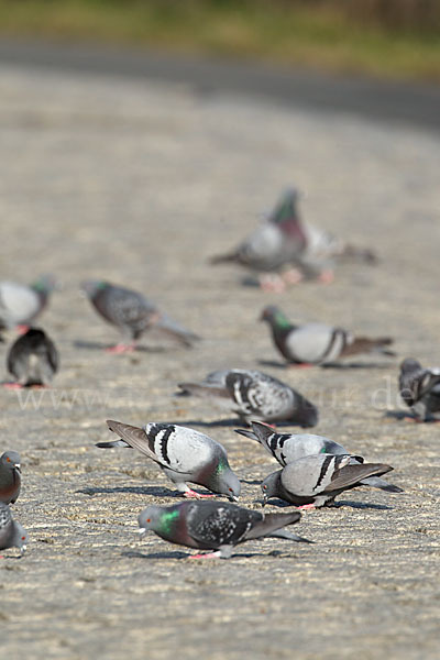 Haustaube (Columba livia domestica)