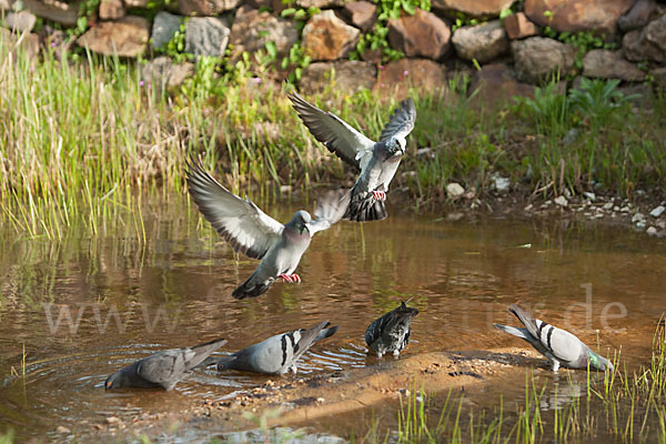 Haustaube (Columba livia domestica)