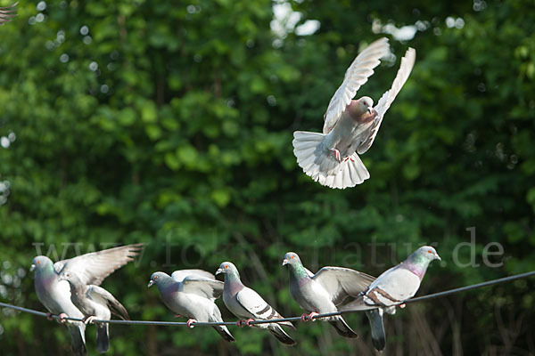 Haustaube (Columba livia domestica)