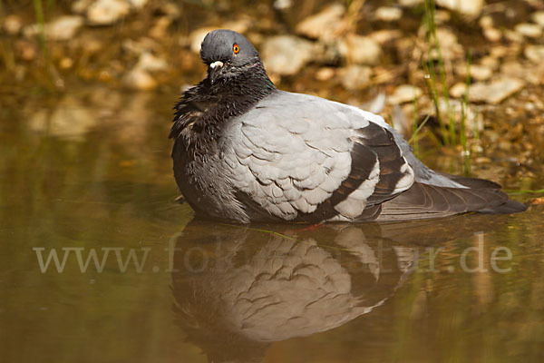 Haustaube (Columba livia domestica)