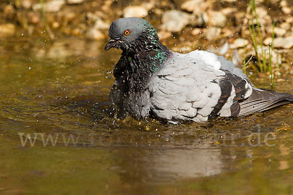 Haustaube (Columba livia domestica)