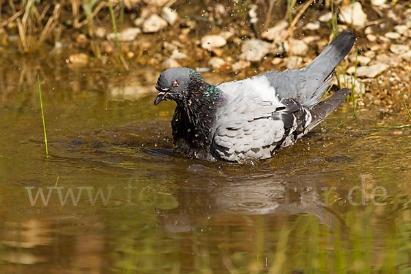 Haustaube (Columba livia domestica)